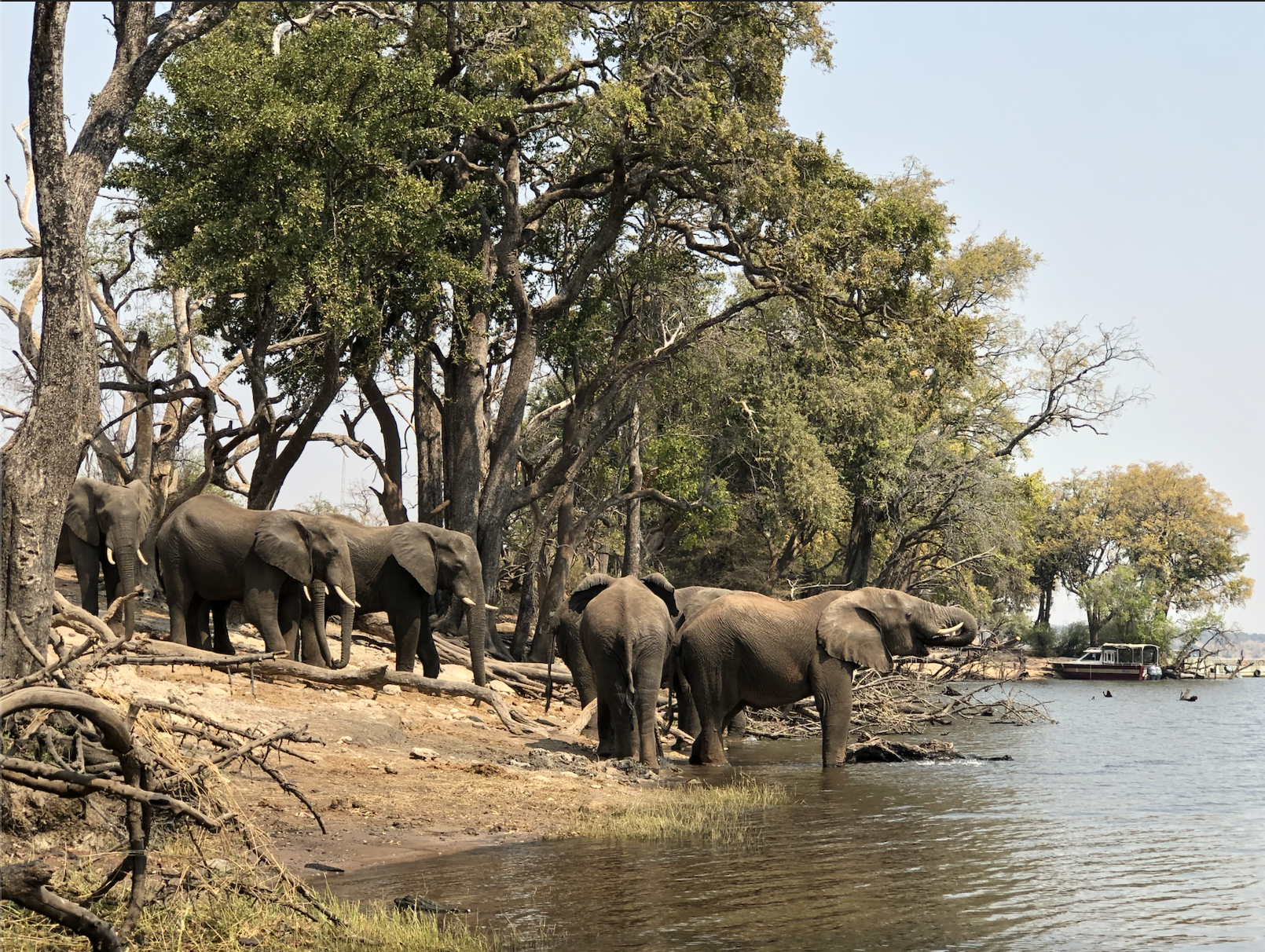 Chobe National Park, Botswana