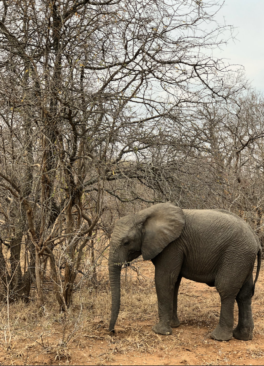Kampala Game Reserve, South Africa