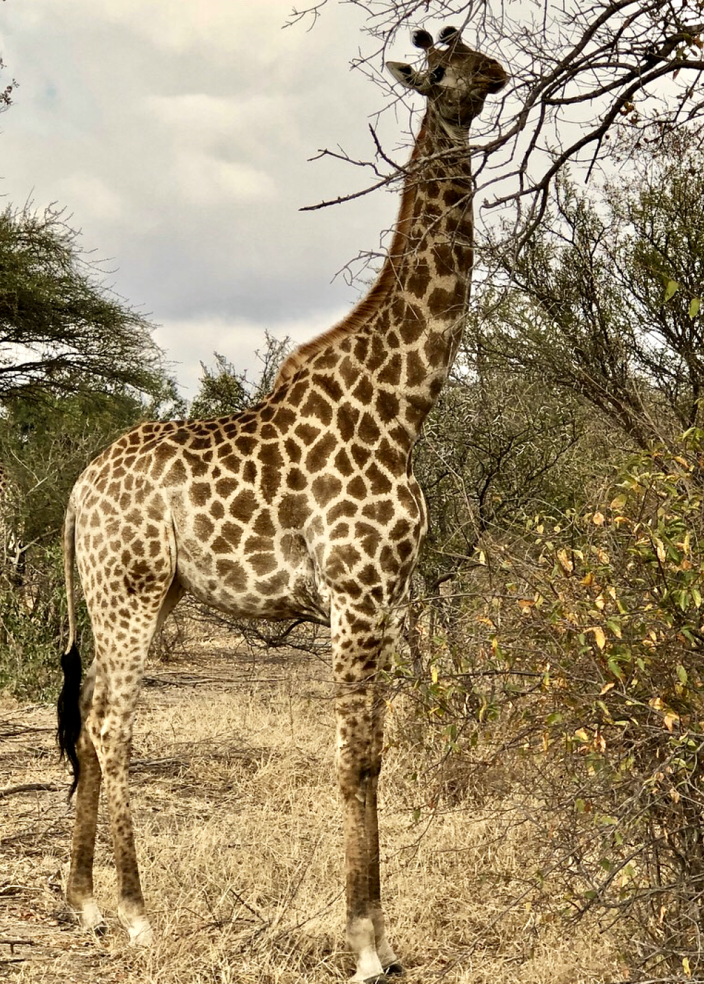 Kampala Game Reserve, South Africa