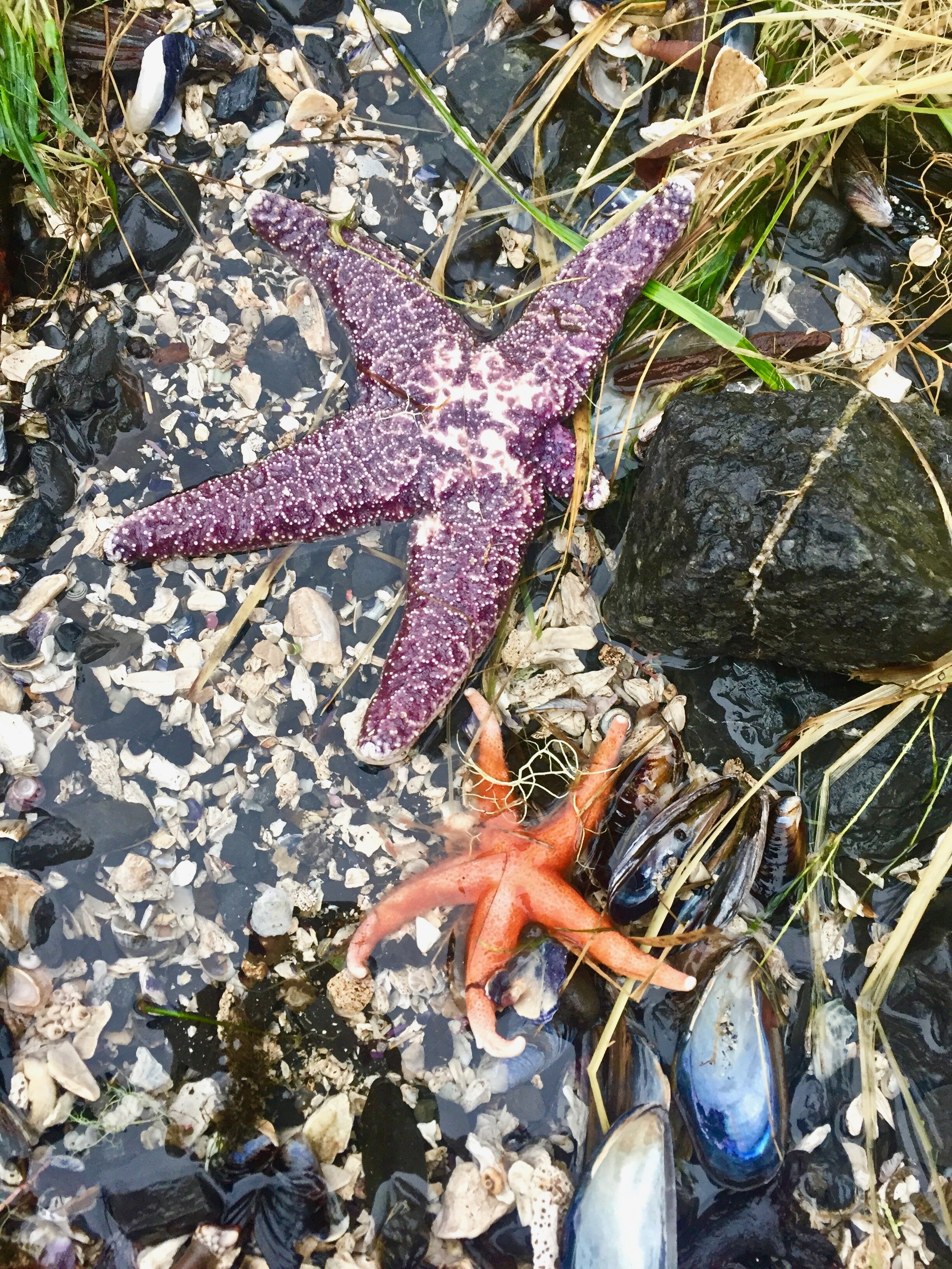 Pacific Rim National Park, Ucluelet