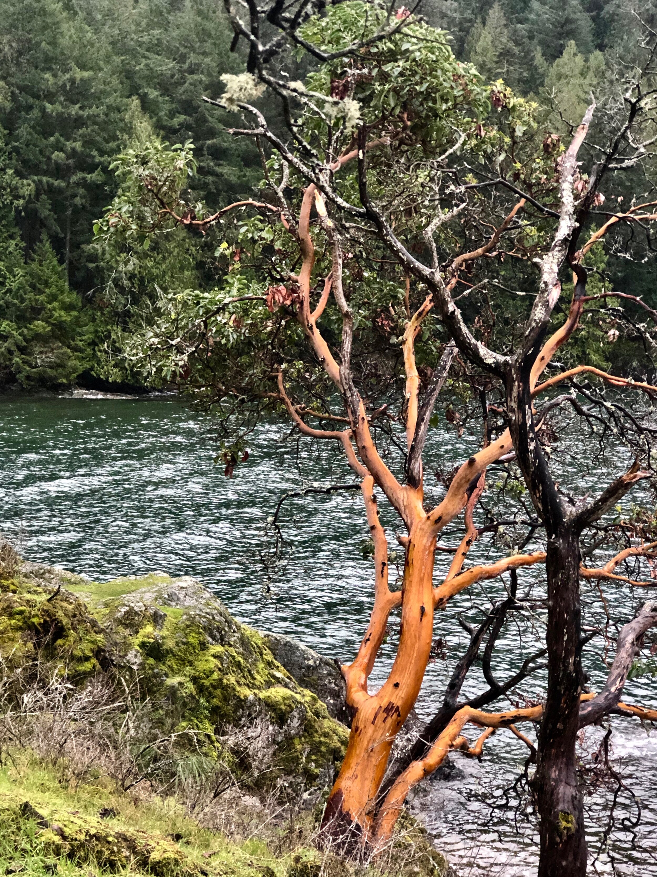 Gowlland Tod Provincial Park