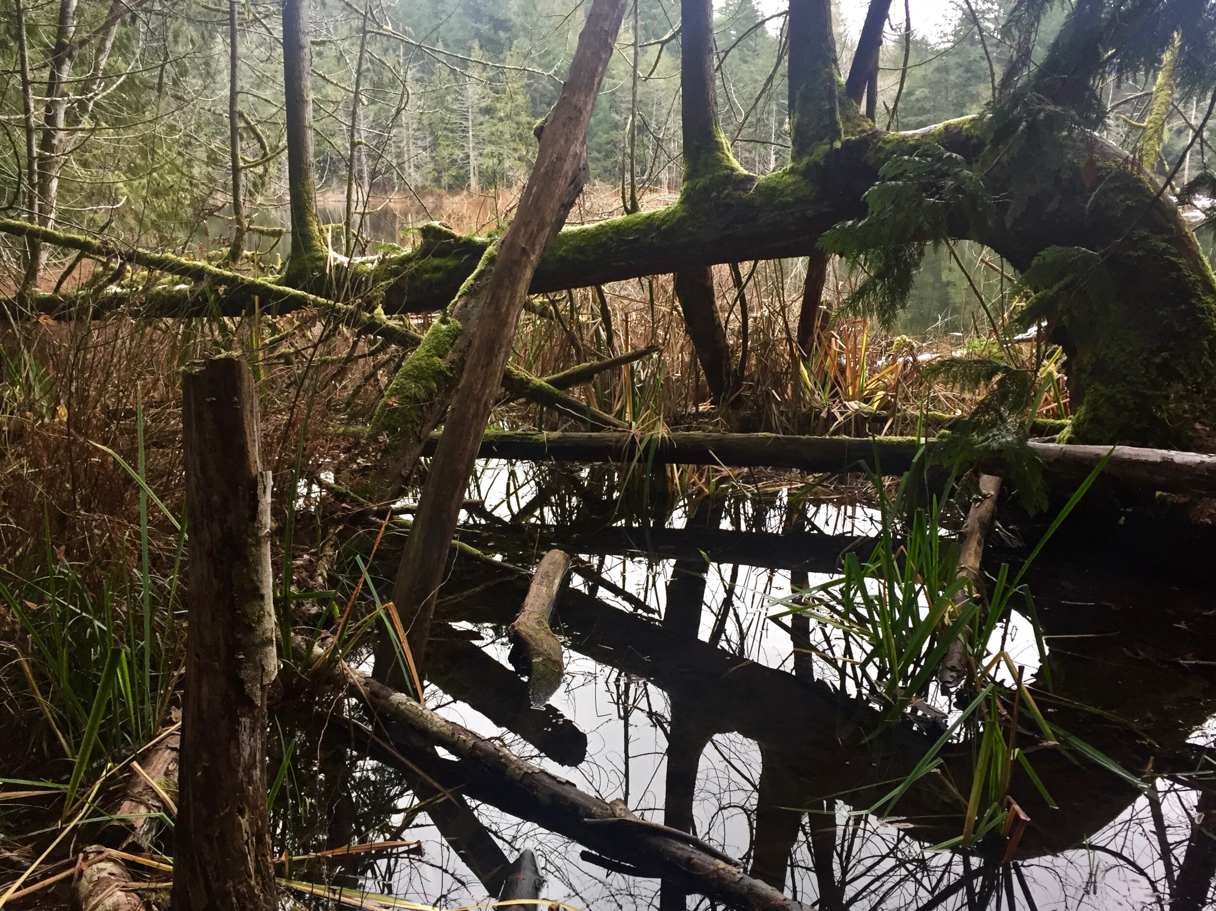 Saanich