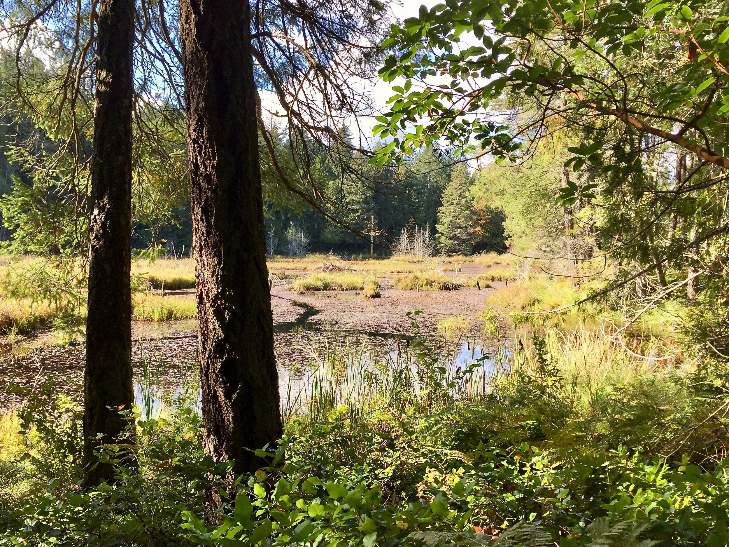 Saanich