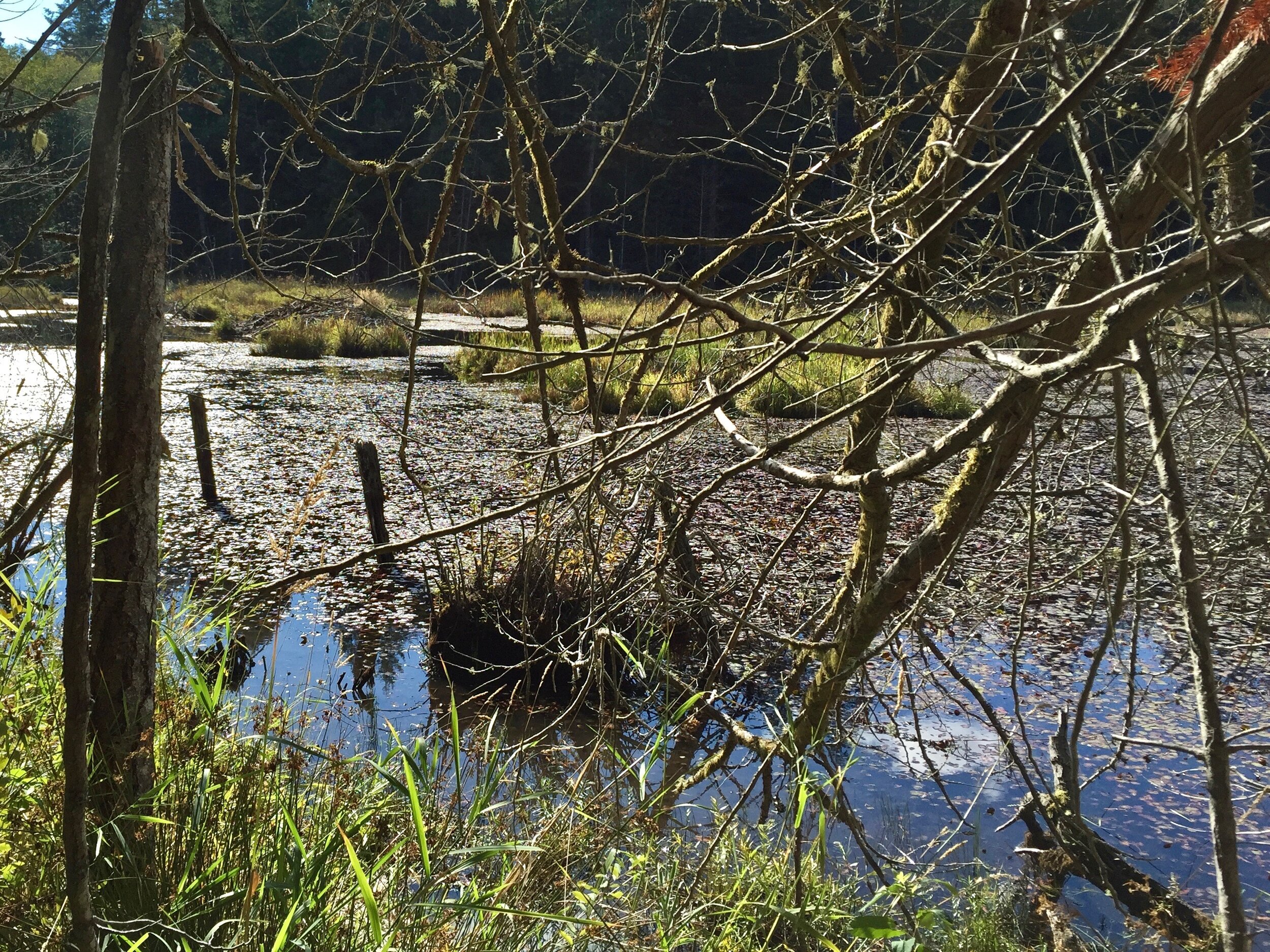 Saanich