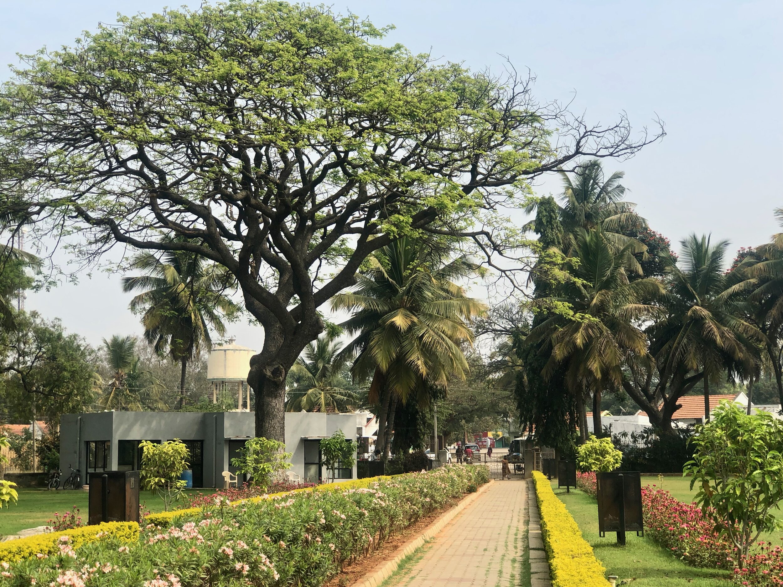 Mysore