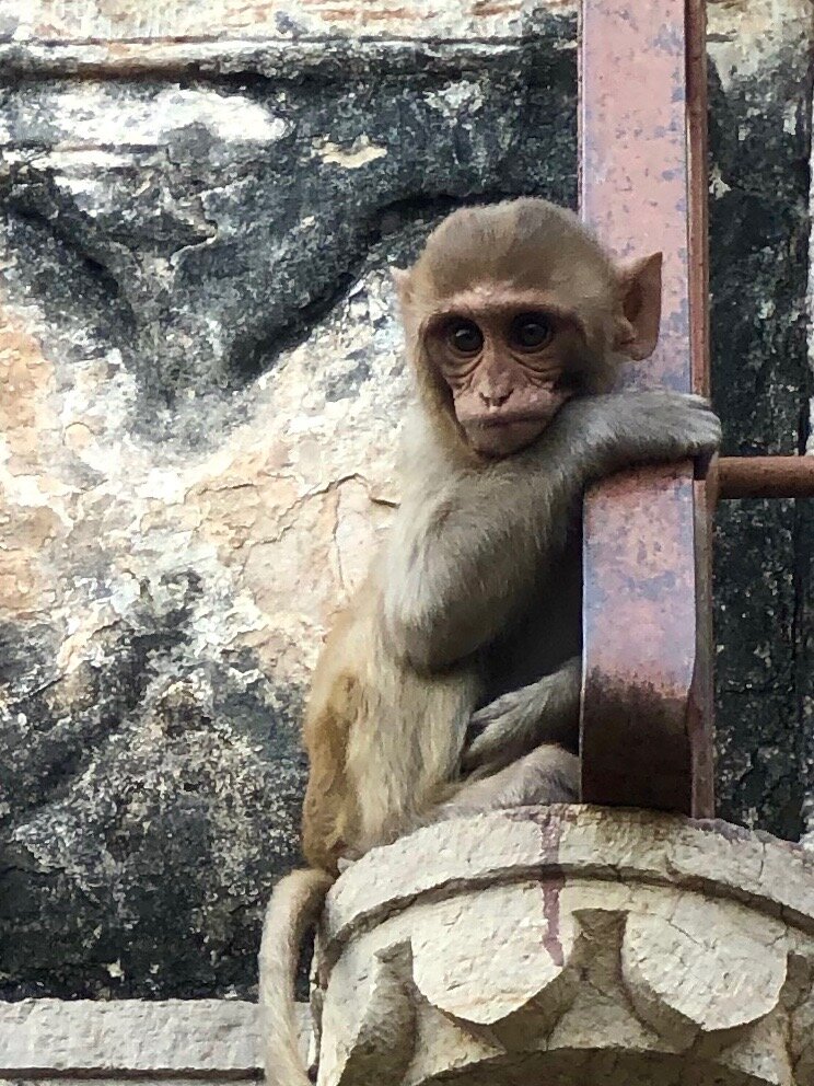 Bundi