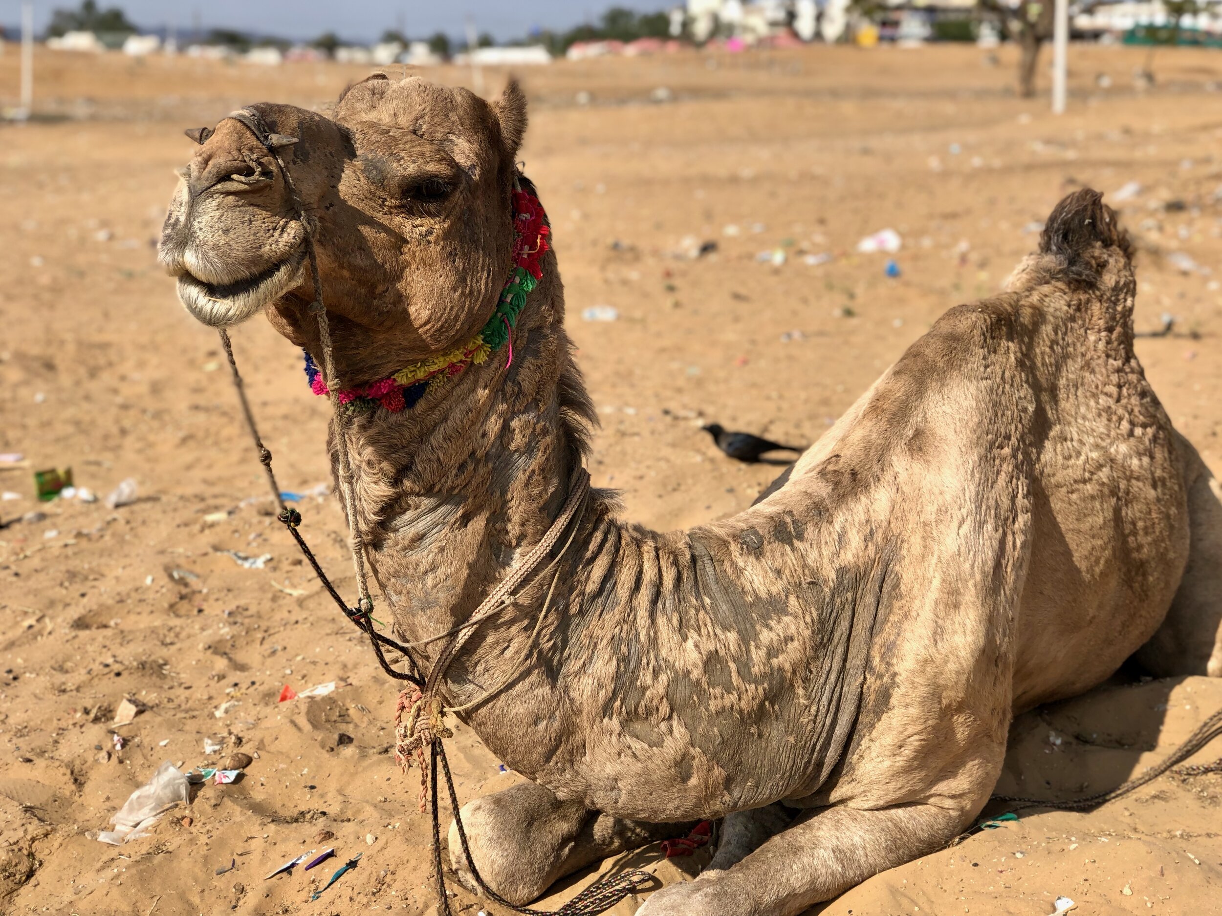 Pushkar