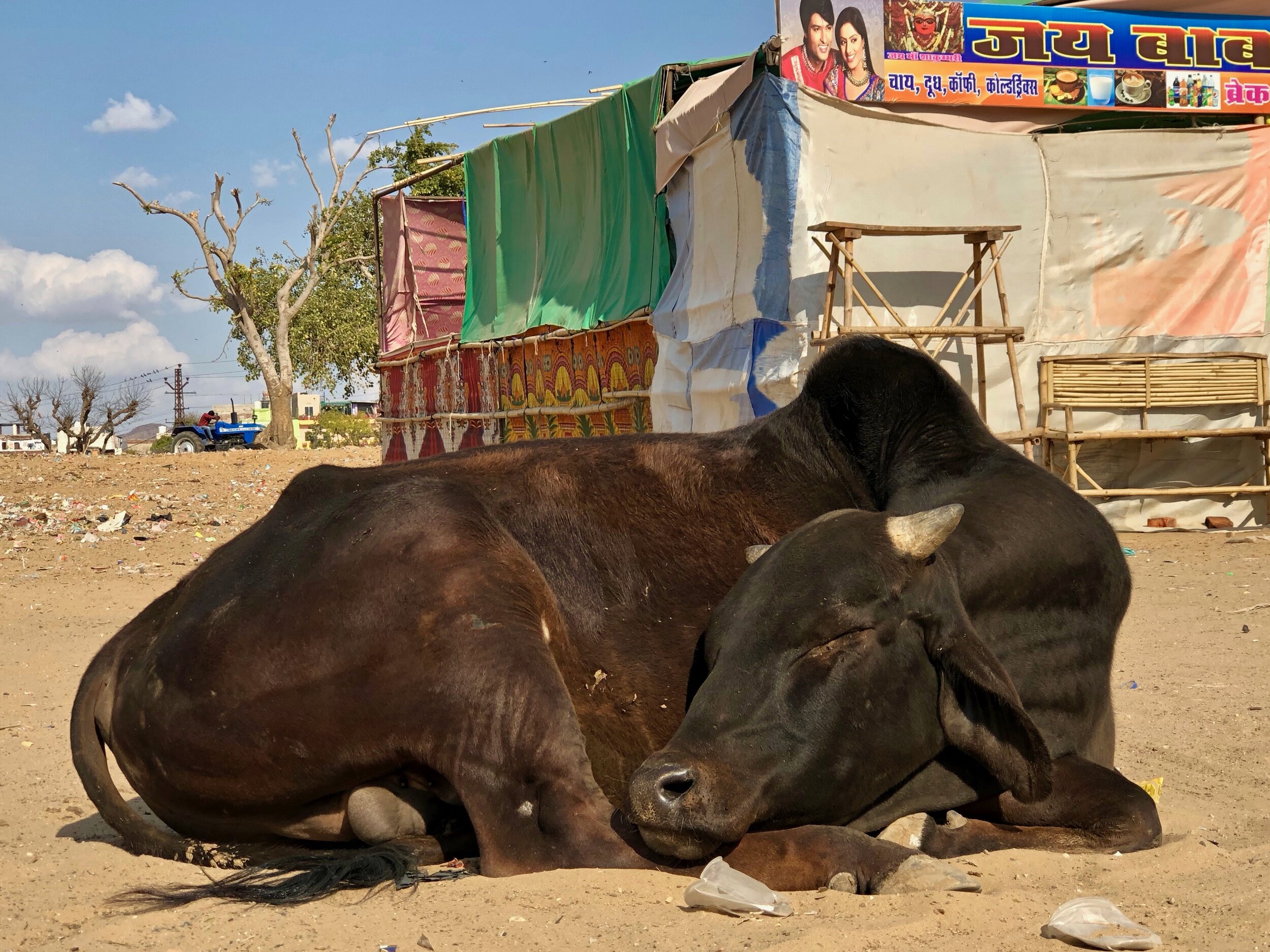Pushkar