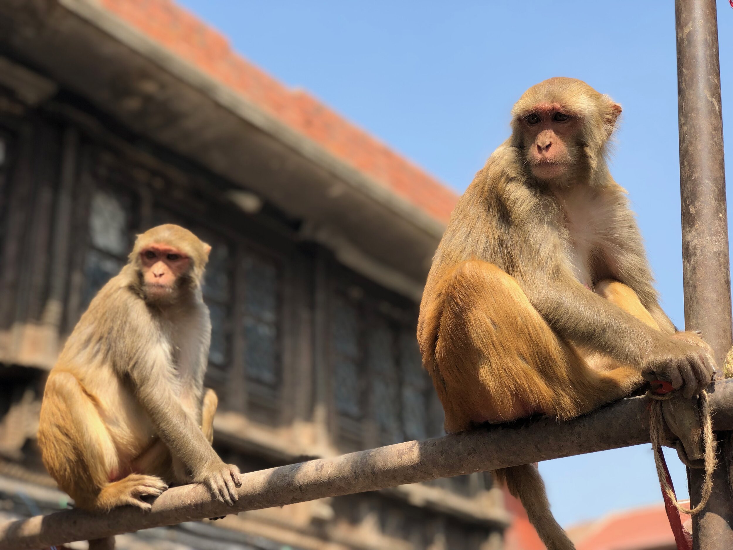 Swayambhunath Stupa (Monkey Temple), Kathmandu