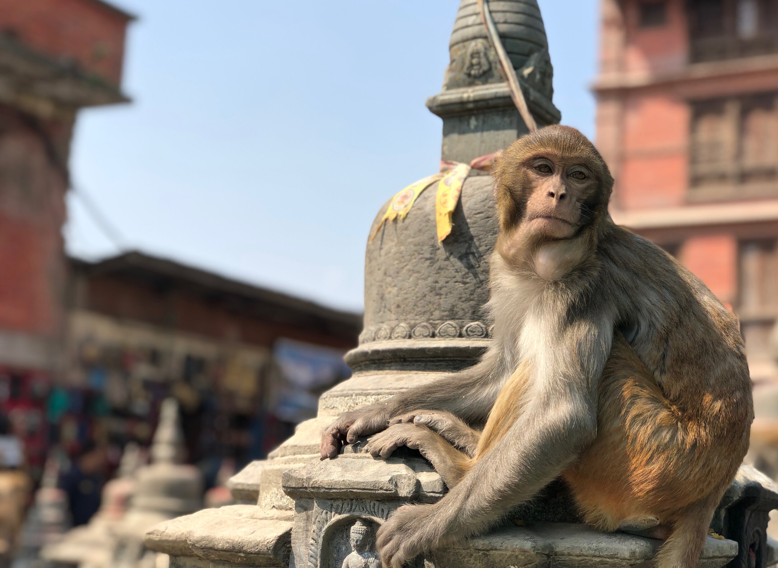 Swayambhunath Stupa (Monkey Temple), Kathmandu