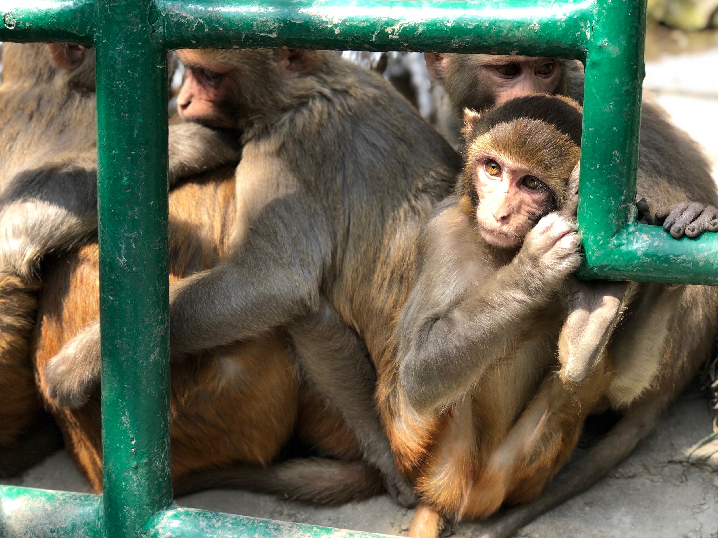 Swayambhunath Stupa (Monkey Temple), Kathmandu