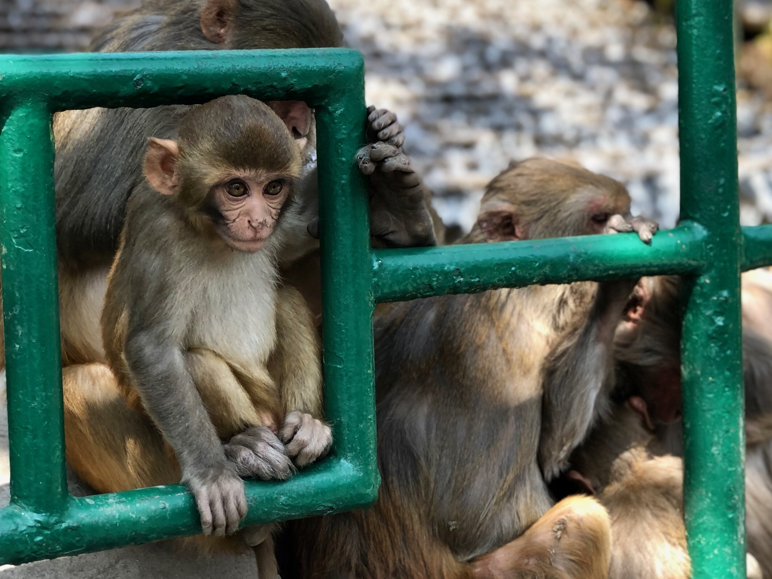 Swayambhunath Stupa (Monkey Temple), Kathmandu
