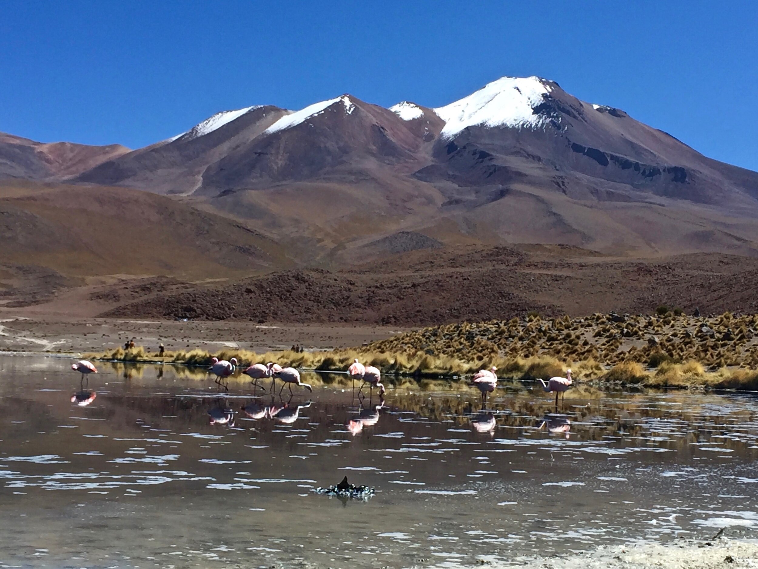 Pink flamingos in Laguna Colarada, Bolivia