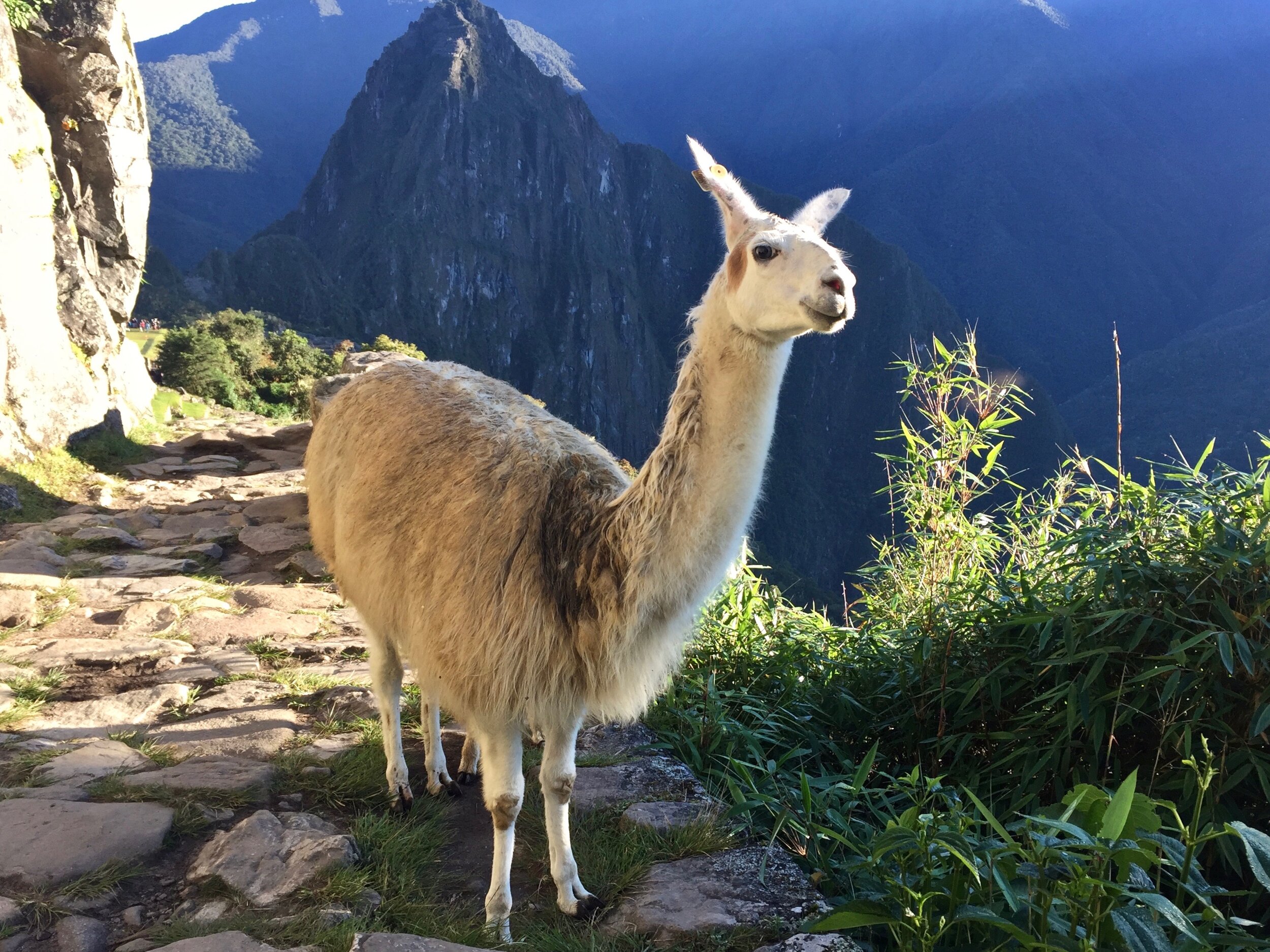 Machu Pichu, Peru