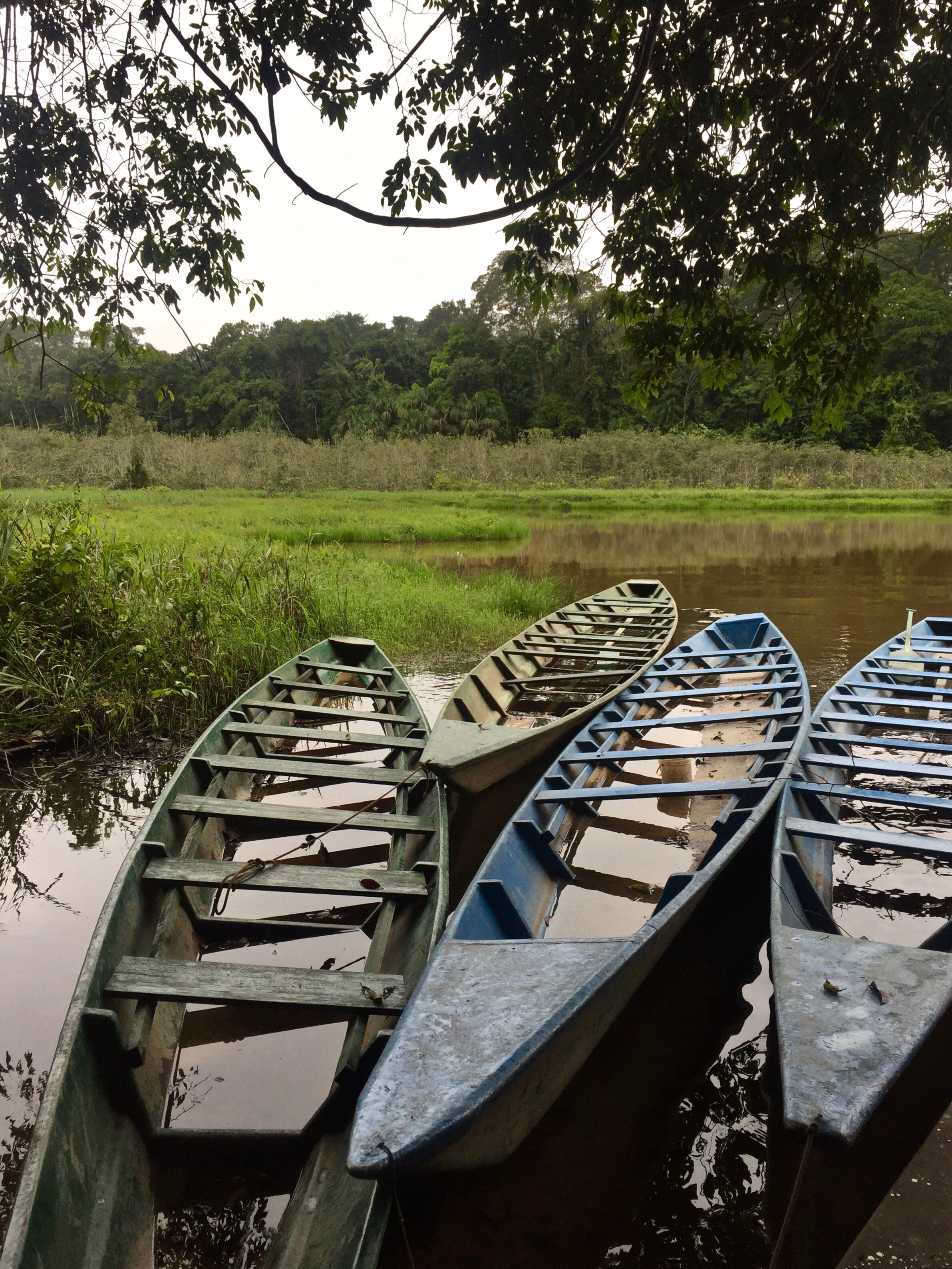 Madre de Dios, Amazon Jungle, Peur