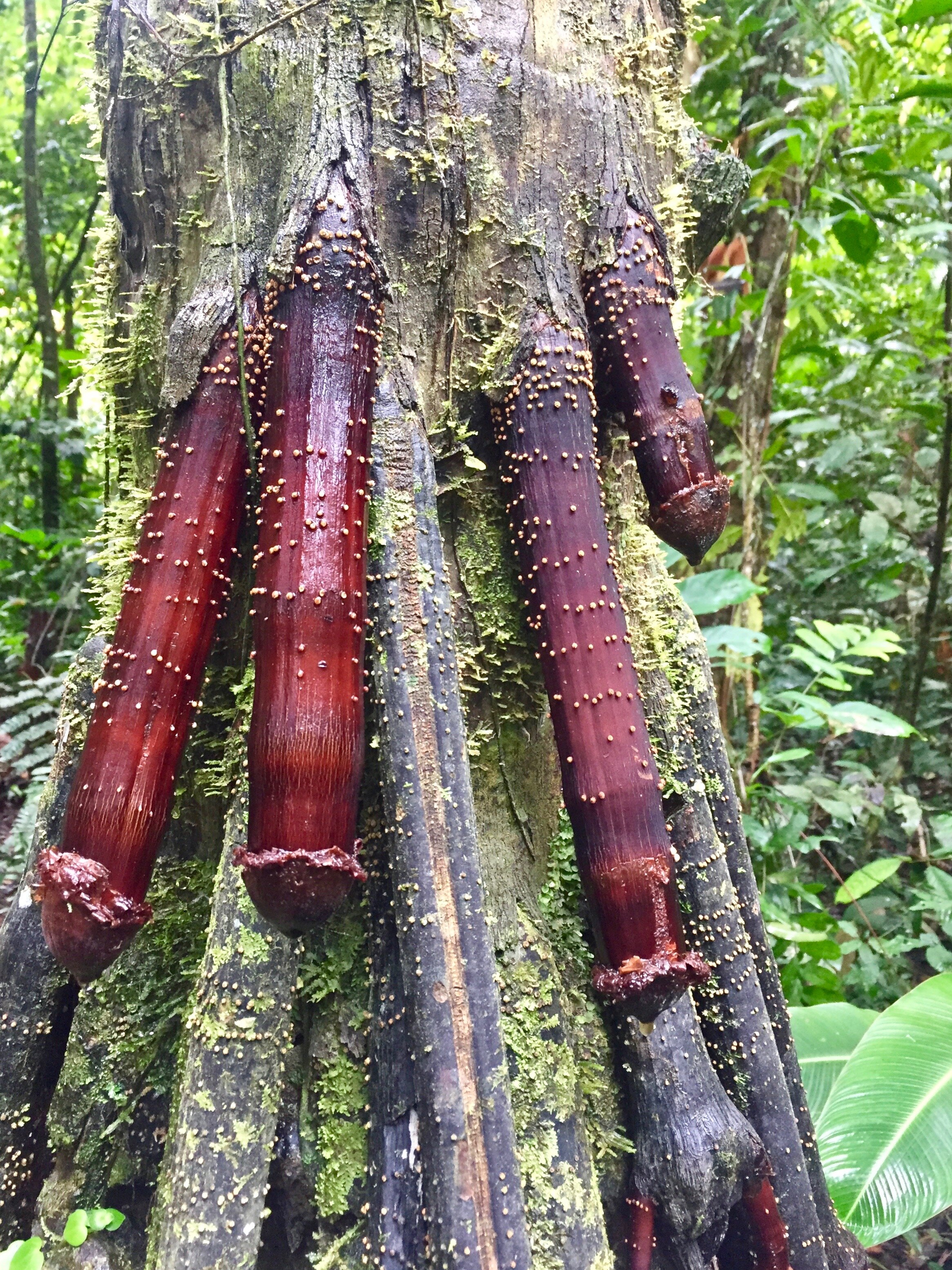 Madre de Dios, Amazon Jungle, Peur