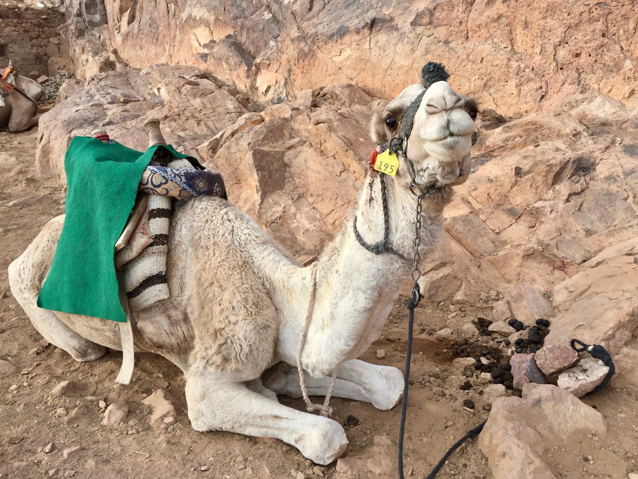 Mt. Sinai