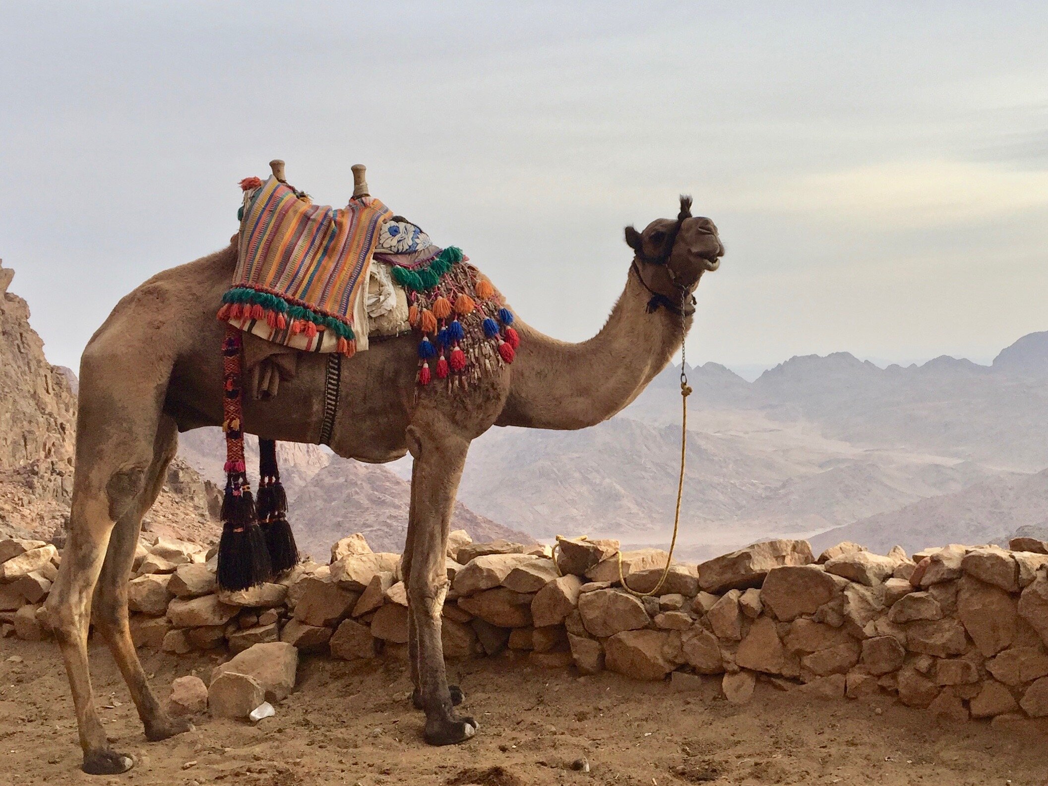 Mt. Sinai