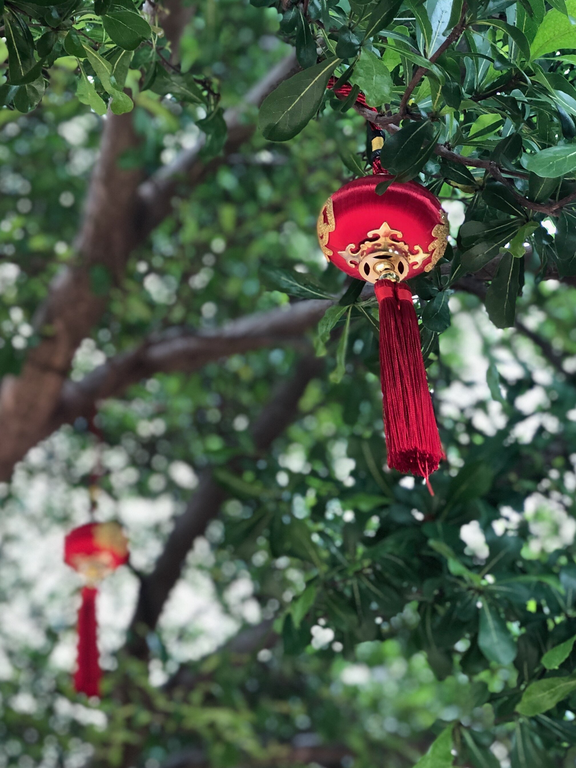 Ten Thousand Buddhas Monastery, Hong Kong