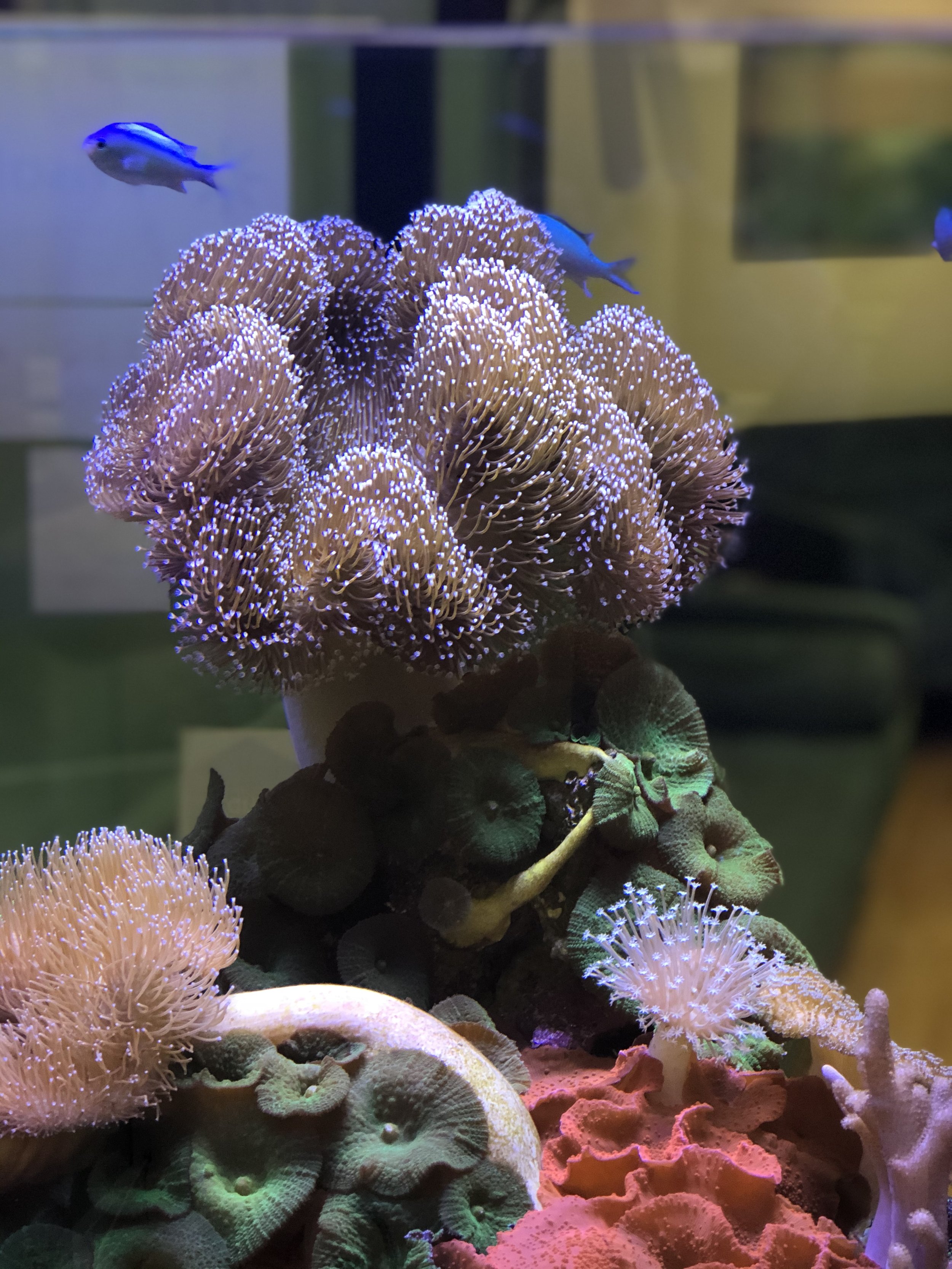 marine_aquariums_sydney