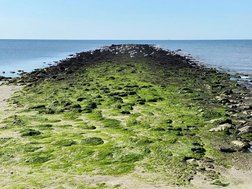 Stenen pier met groene zeewier langs de kust – symbool voor duurzaamheid en milieuvriendelijk schilderwerk