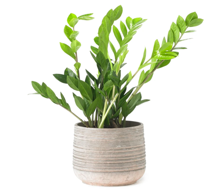 ZZ Plant, Grace & Thorn