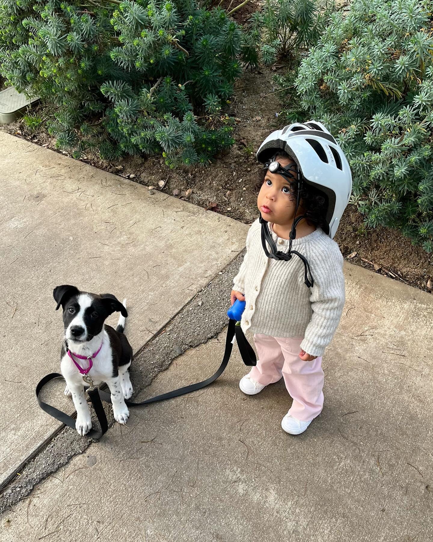 The Friday content you didn&rsquo;t know you needed&hellip;you&rsquo;re welcome 🐾⛑💗
#safetyfirst #winnielou #dylie