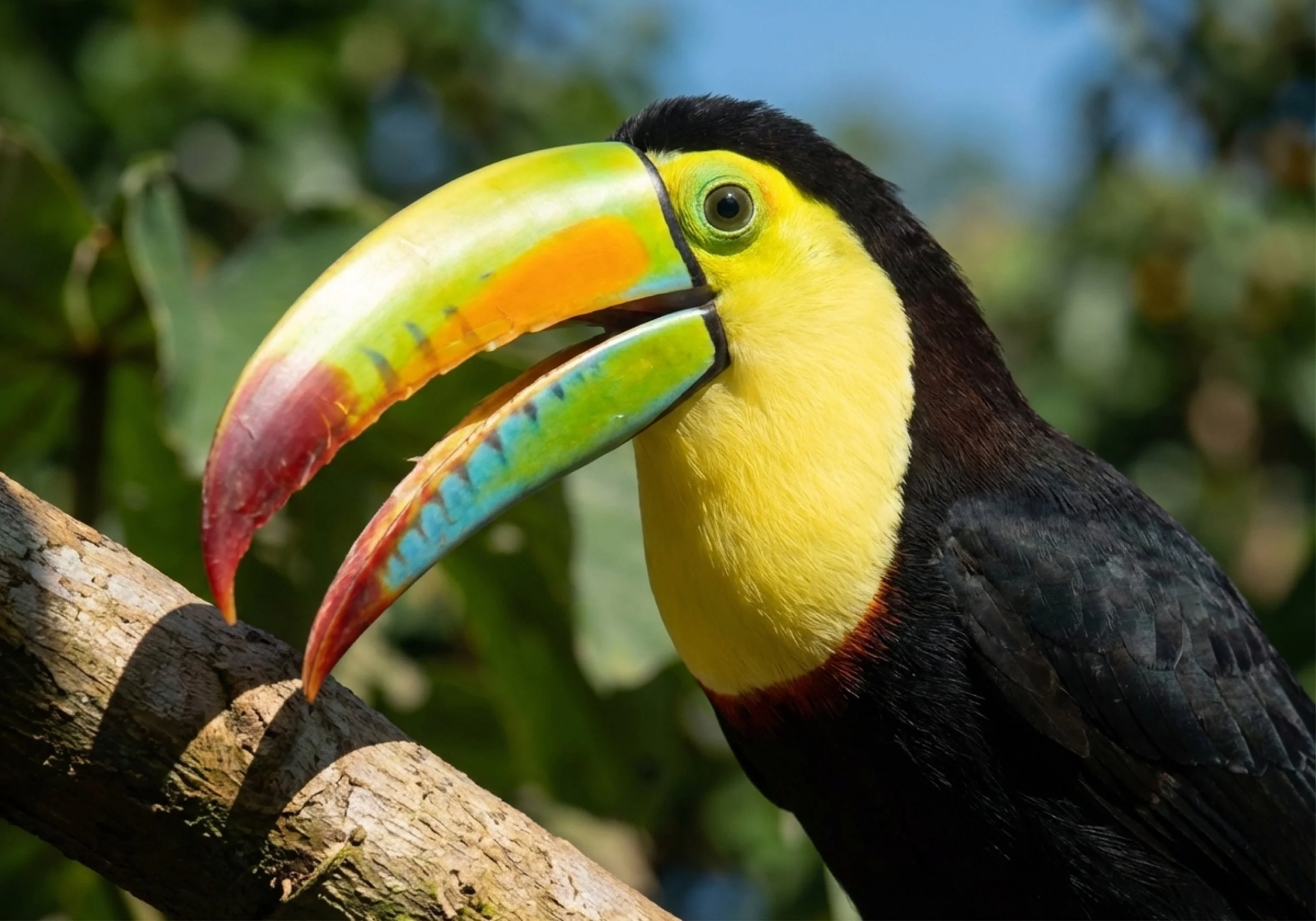 Toucan.jpg