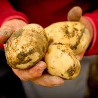 Chappelle’s Vermont Potatoes