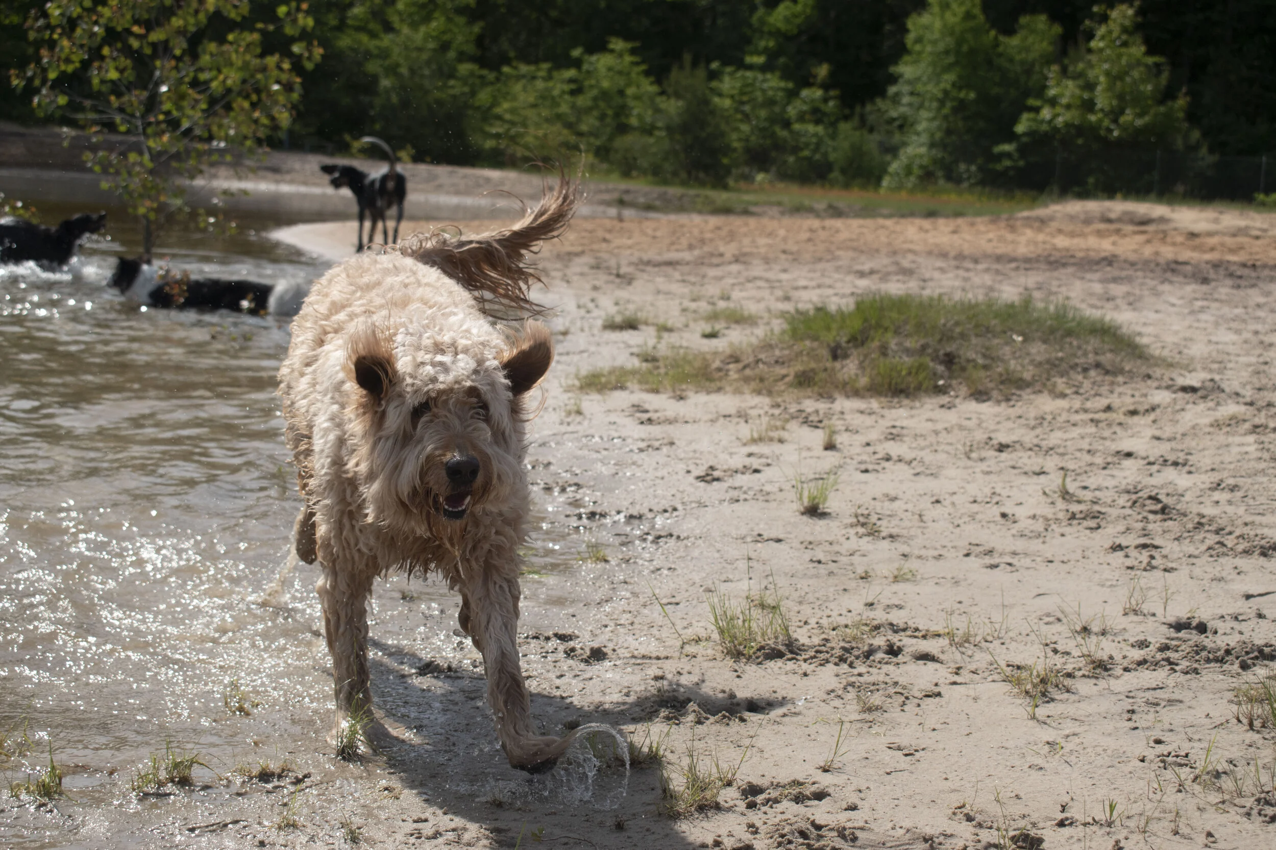 Dog Star Ranch