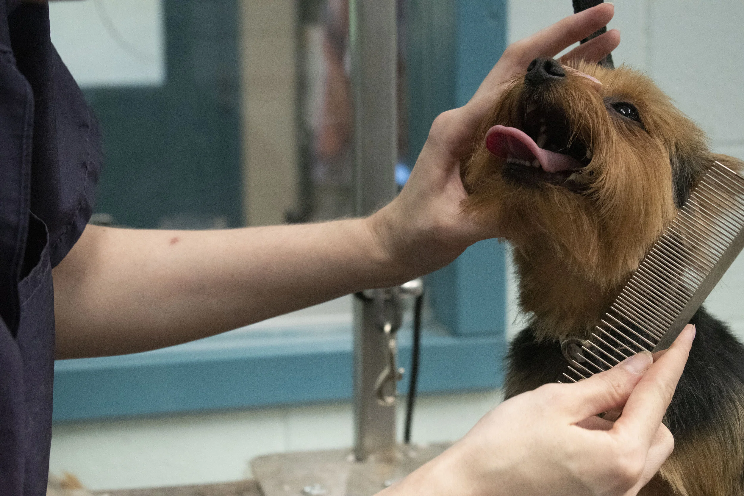 Grooming — Dog Star Ranch