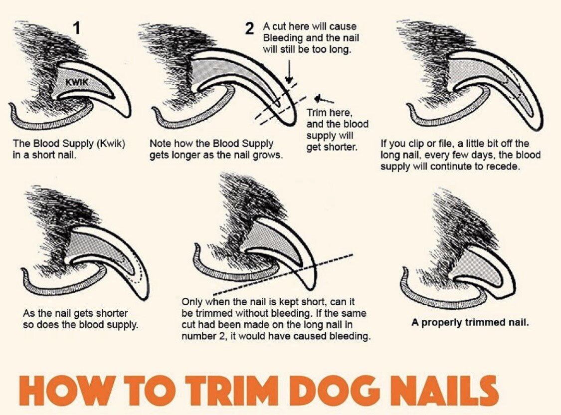 how long should i wait to clip my dogs nails