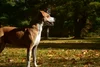 Dog Star Ranch