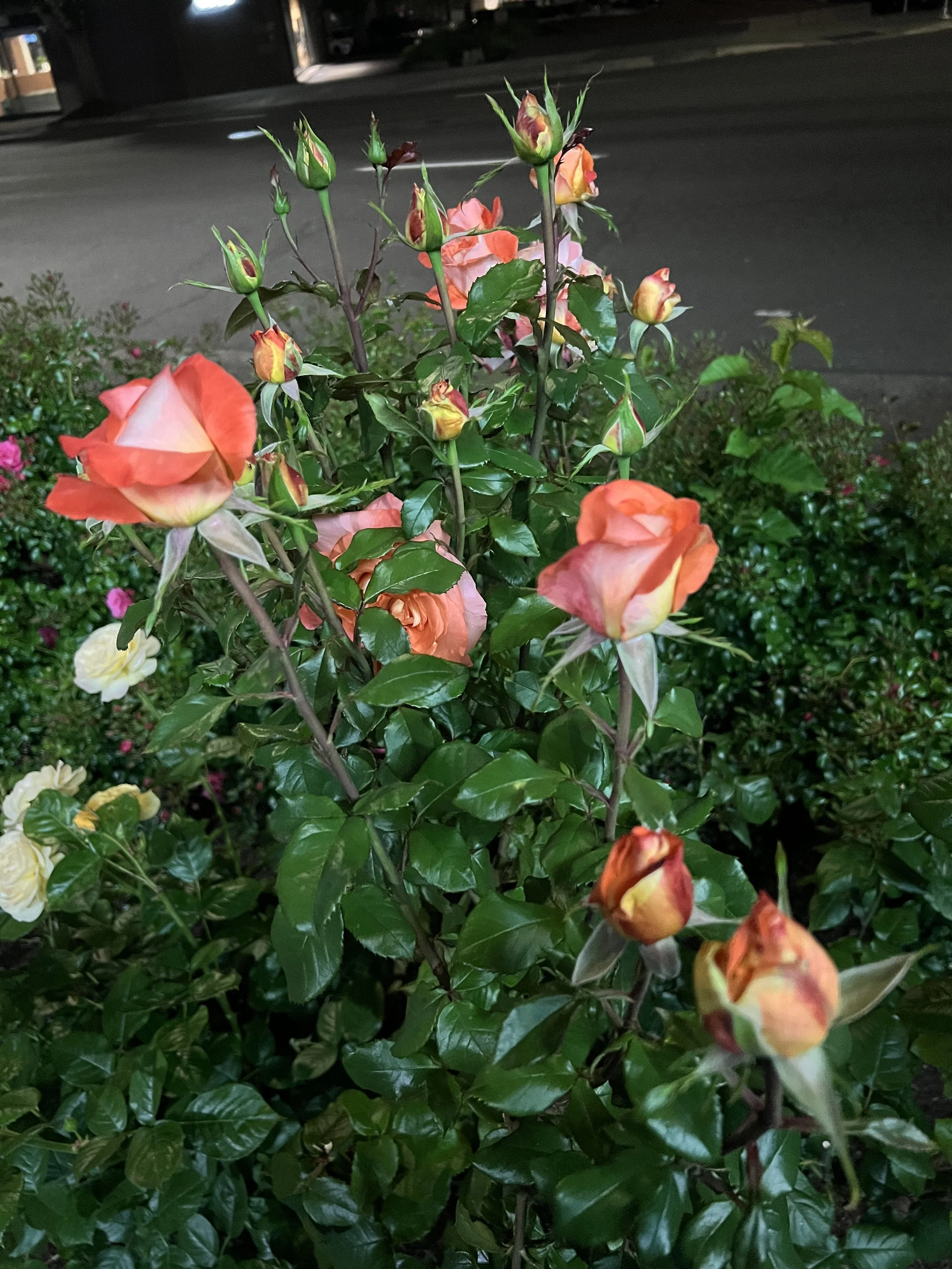 IMG_5320.JPG