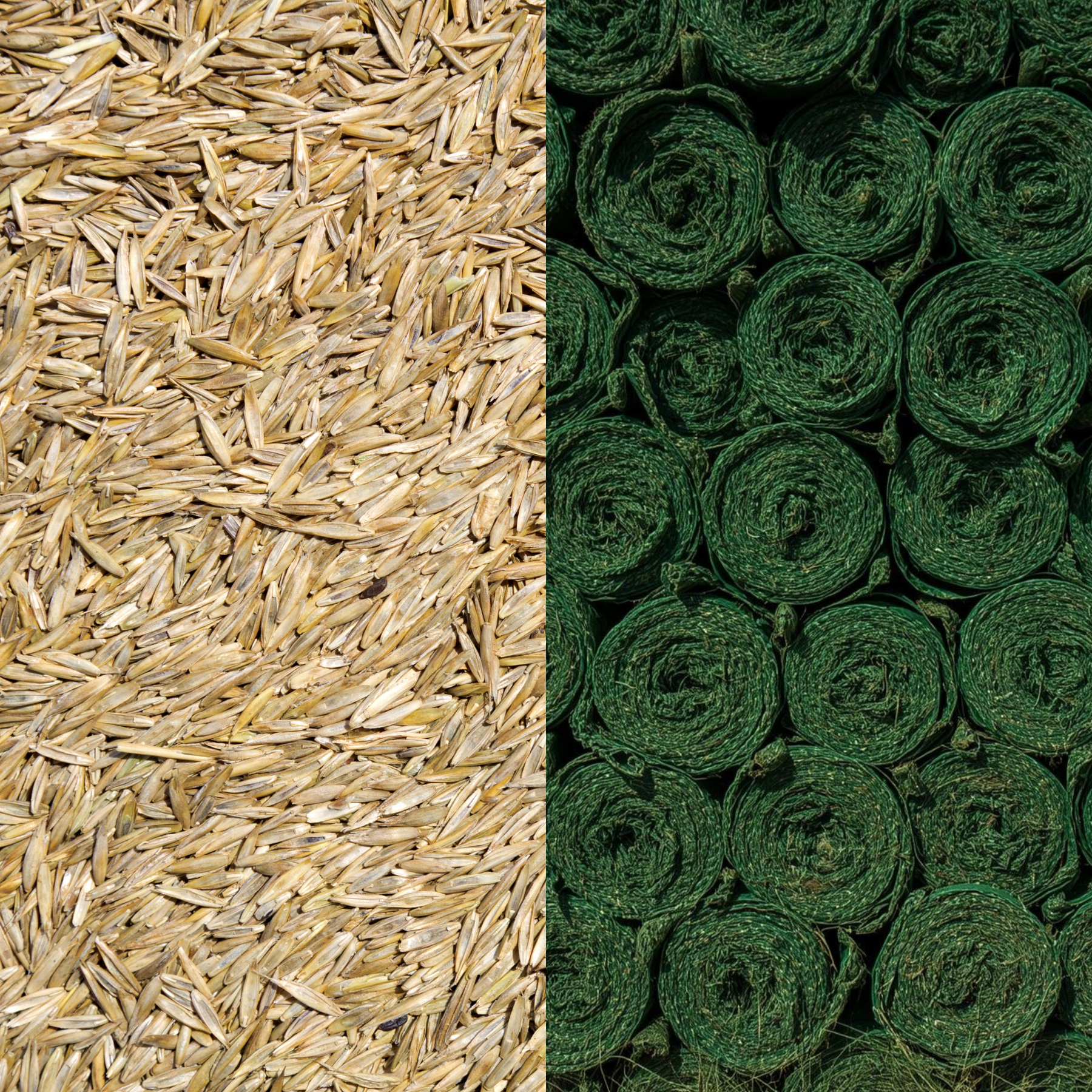Sod Vs. Seed: What to Choose