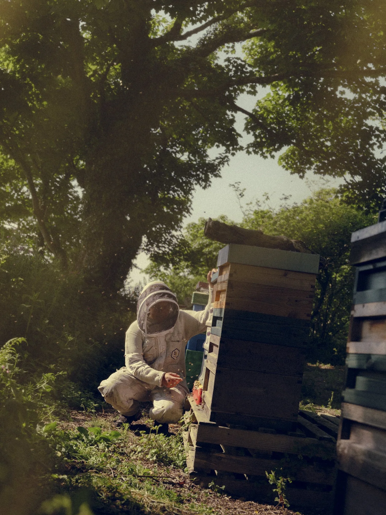 A beekeeper dressed in protective suit with helmet and veil, examining a beehive box outdoors among trees.