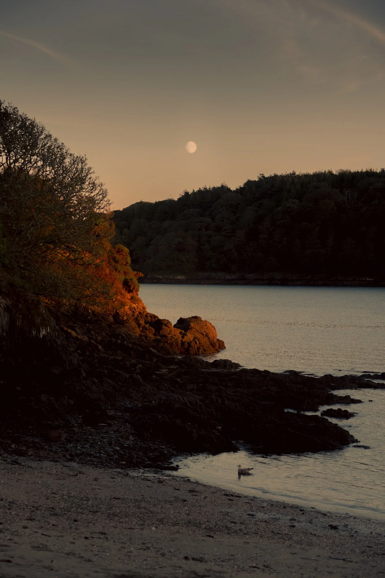 Sunset over a rocky lakeshore with a seagull standing in shallow water, trees in fall foliage, and a visible moon in the sky.