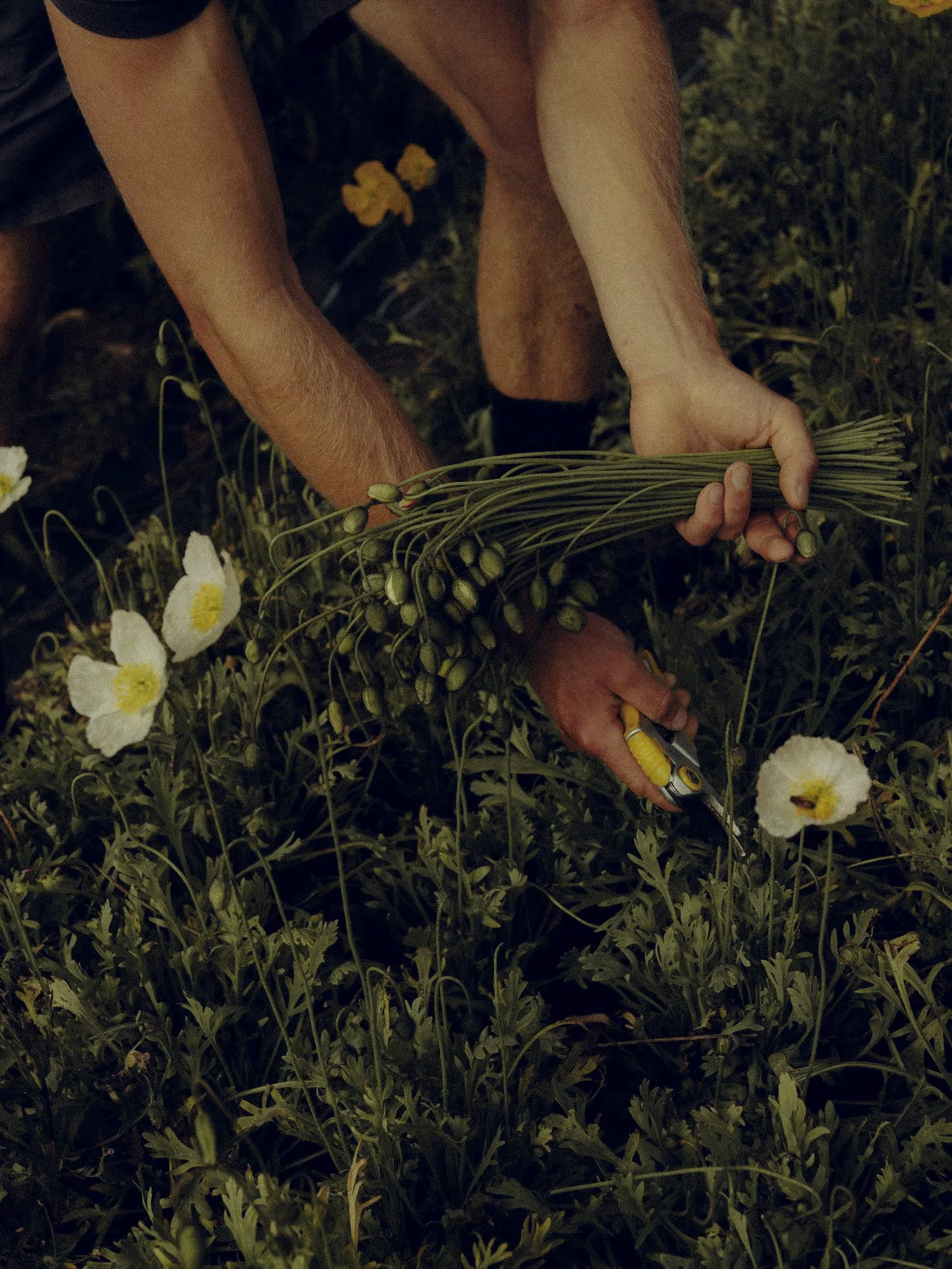 Person harvesting white poppy flowers in a field, holding a bundle of poppy seed pods and pruning with scissors.