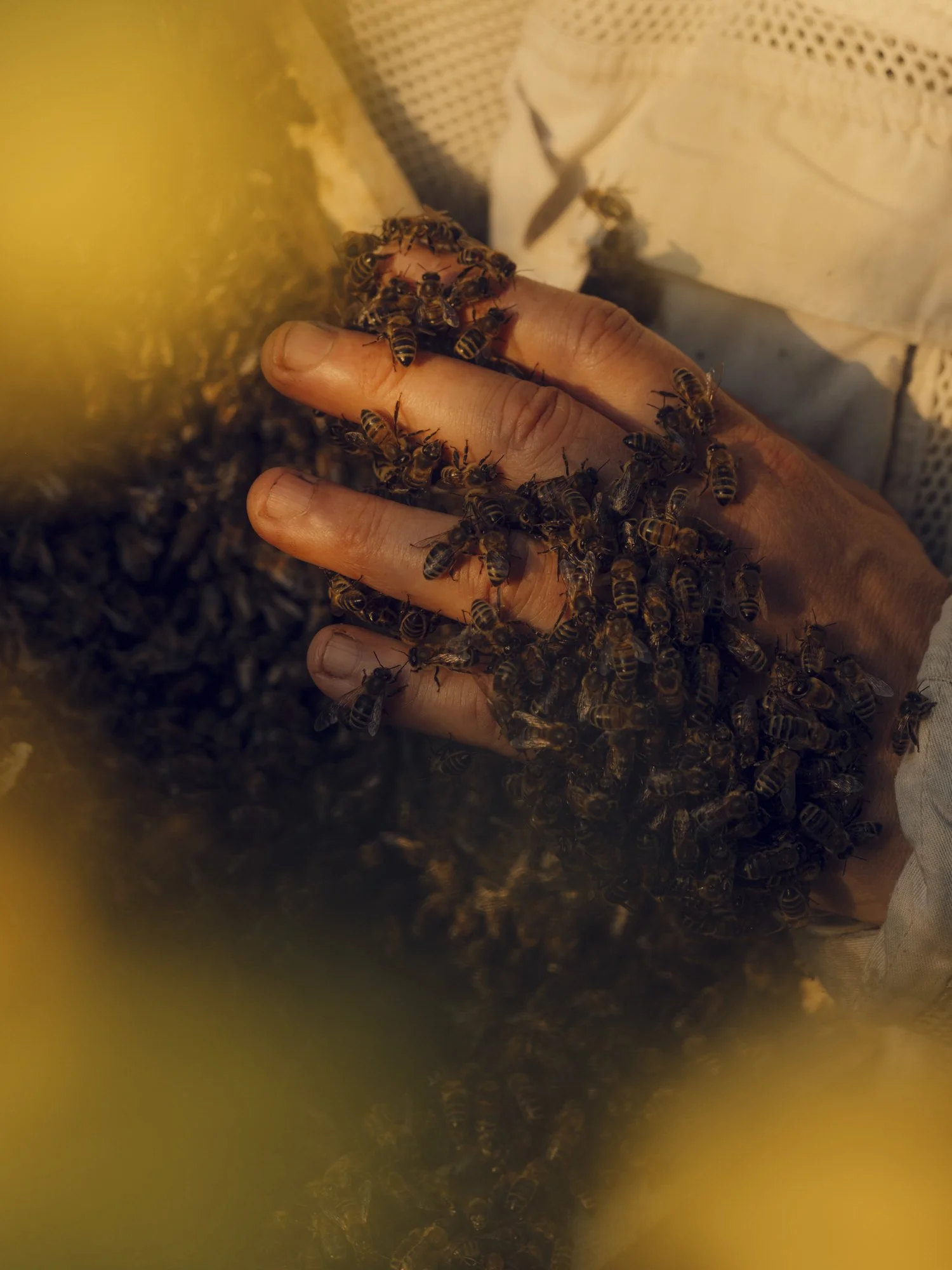 A person's hand covered with a swarm of honeybees, surrounded by a hive or bees in the background.