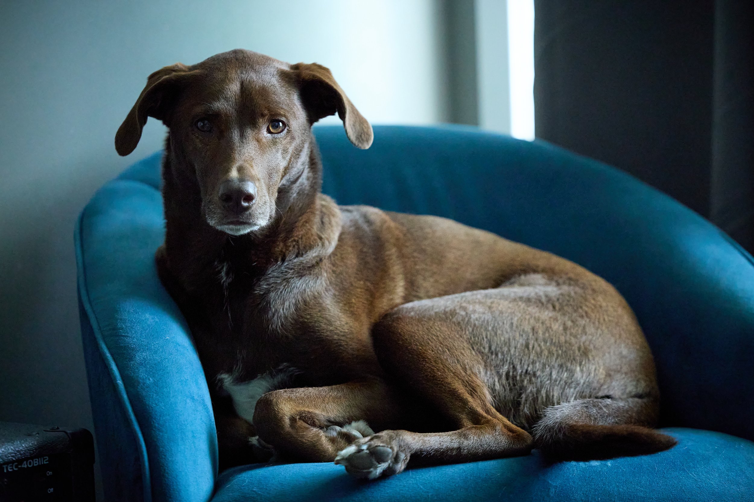 A brown dog on a blue chair