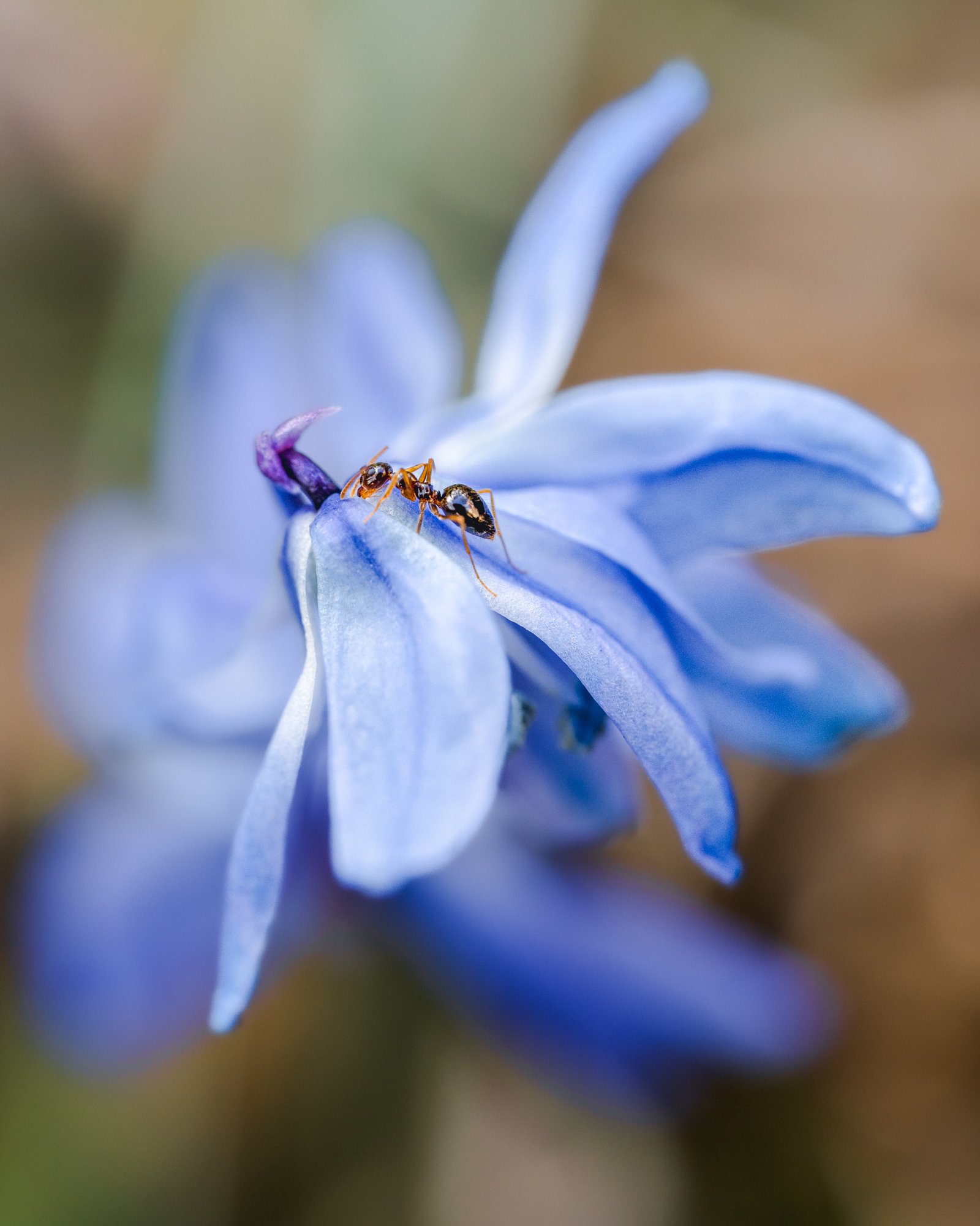 Nature Photography in Your Own Backyard