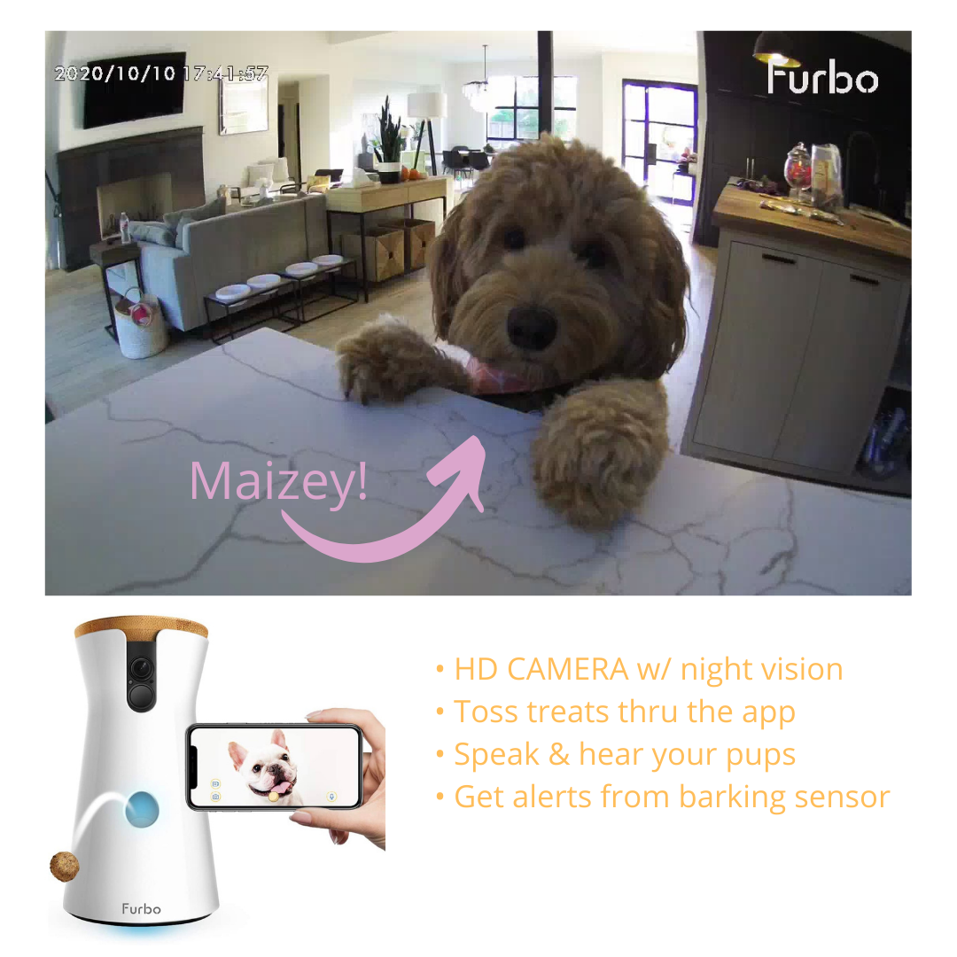 Dog camera &amp; Treat dispenser