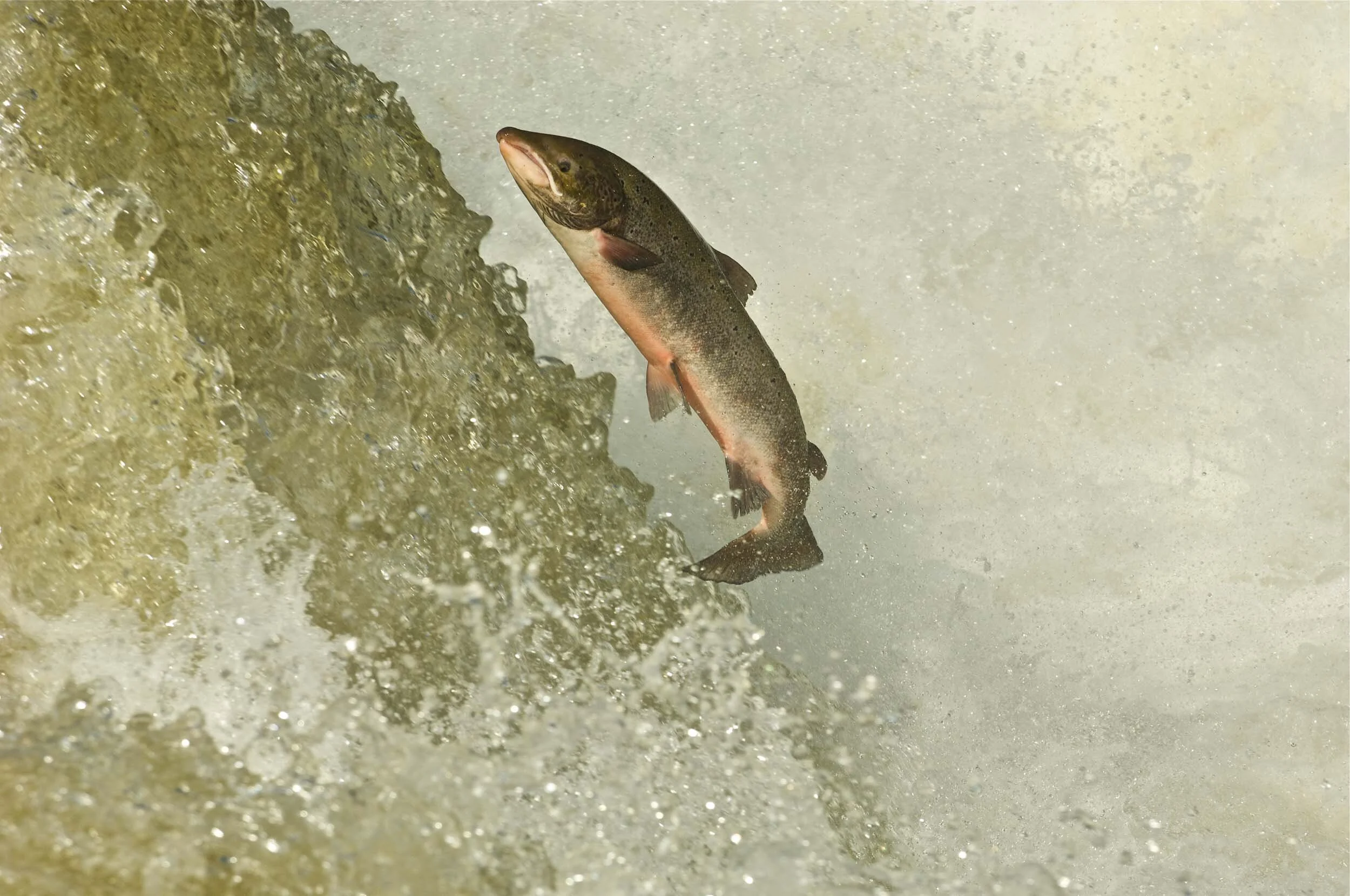 Jumping_kharlovka_salmon.jpg