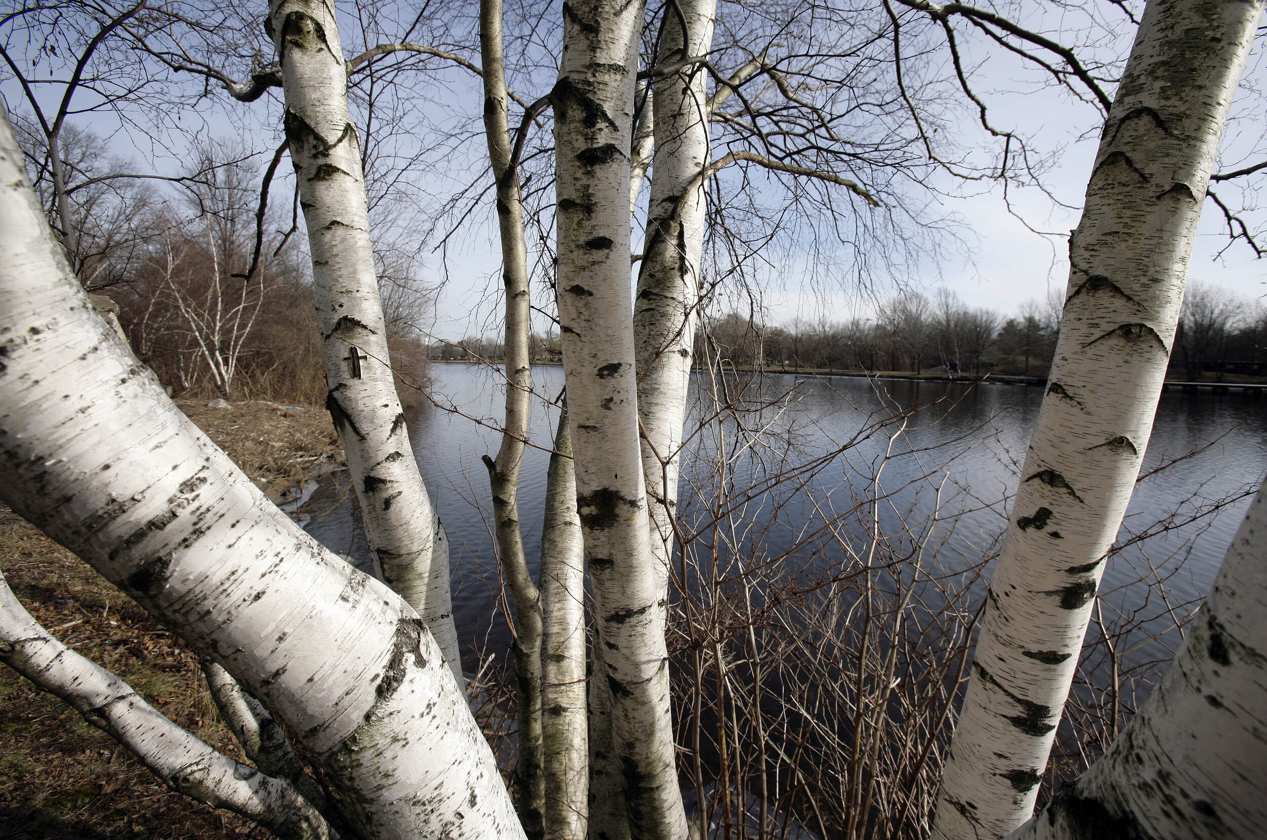 Birch Magic