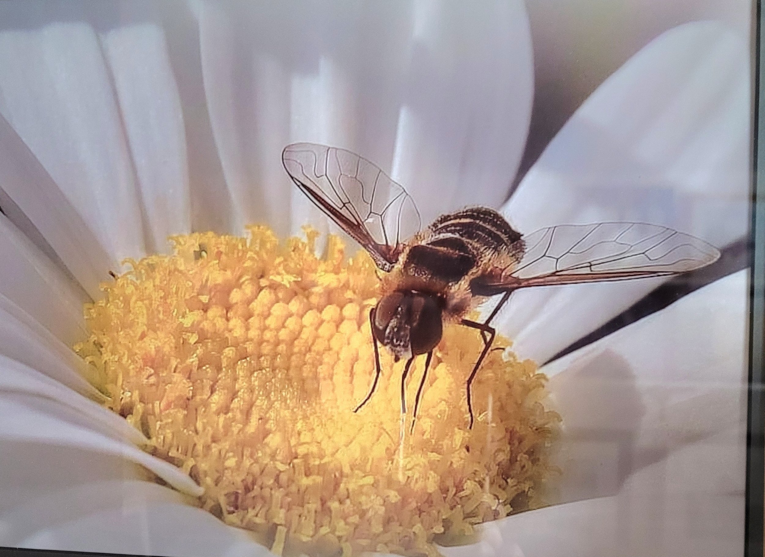 Bee-Flower.jpeg