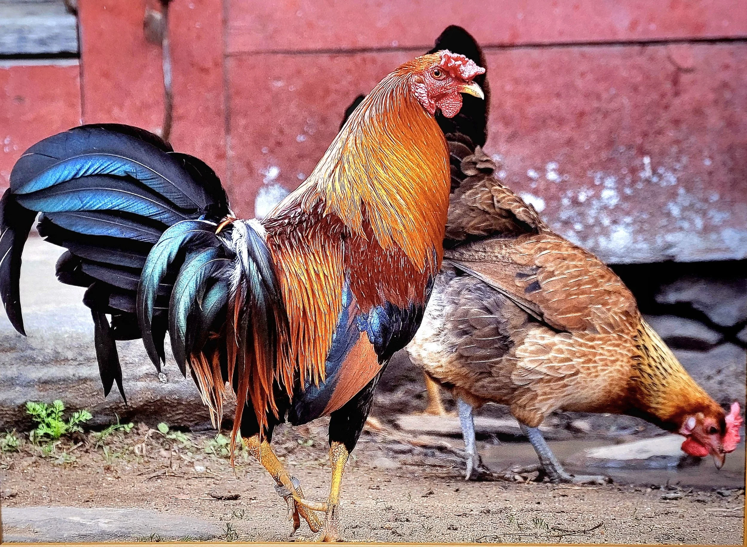 Rooster.jpg