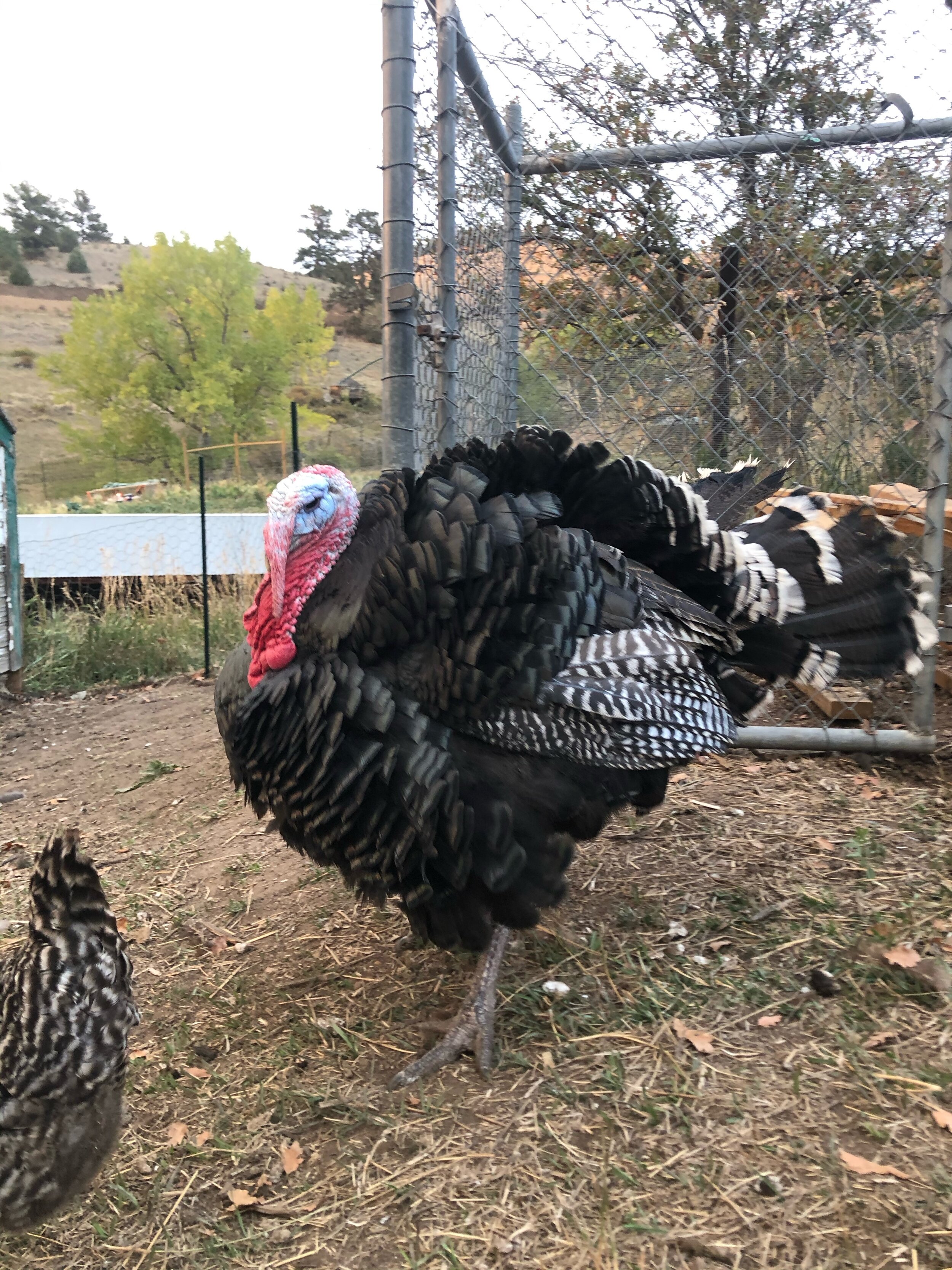 Tom Turkey.jpeg