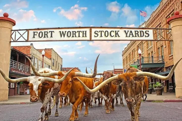 The Stockyards Cattle Drive