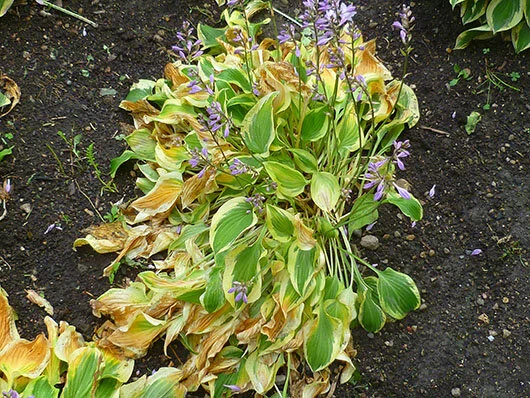 This look is what brought our attention to the disease.