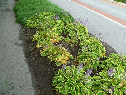 In this picture you can see how the damage is moving from plant to plant.